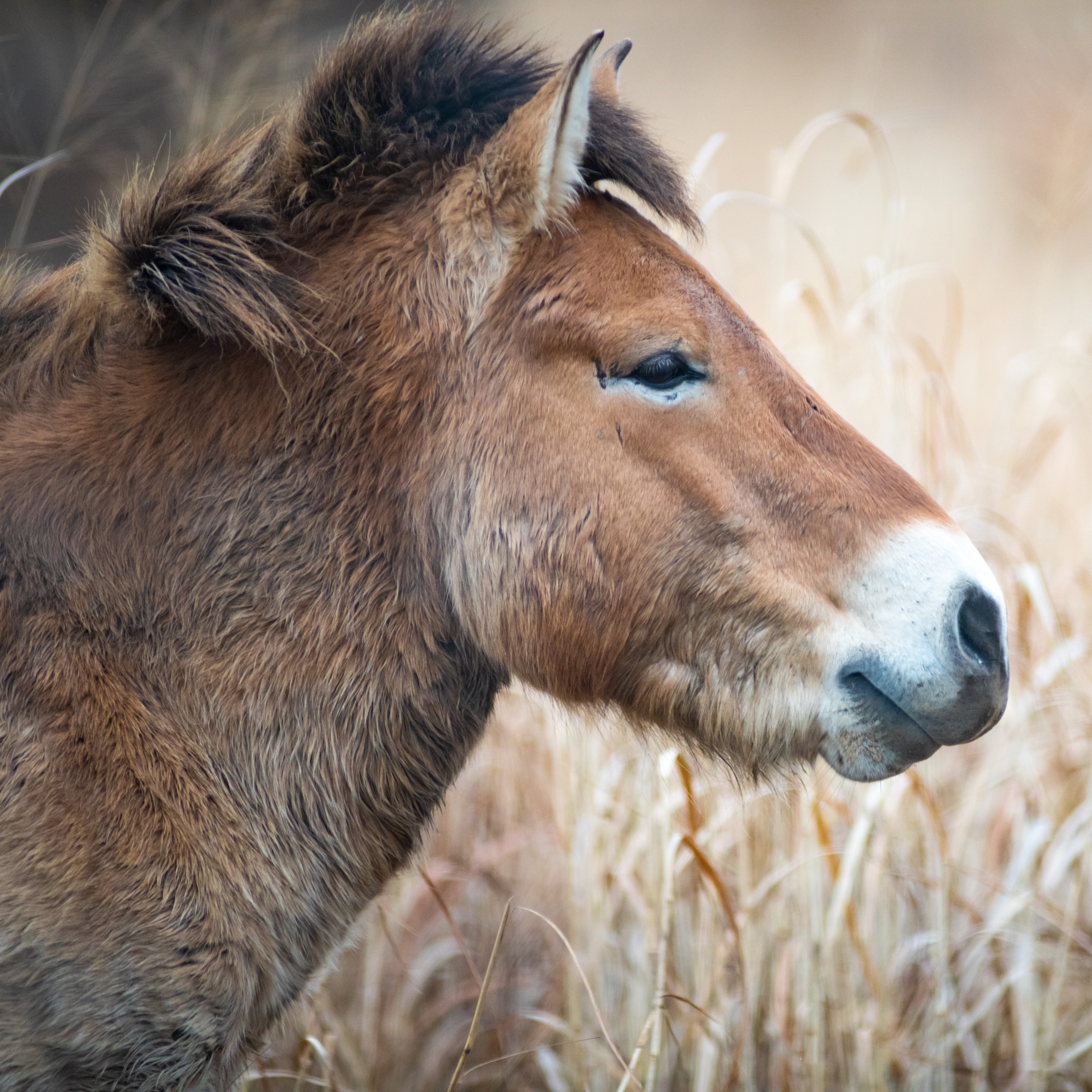 horse profile