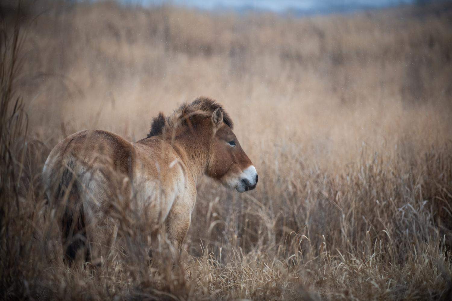 horse in field