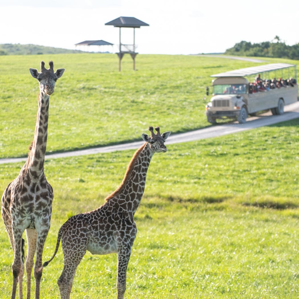 giraffes in foreground with tour bus in background