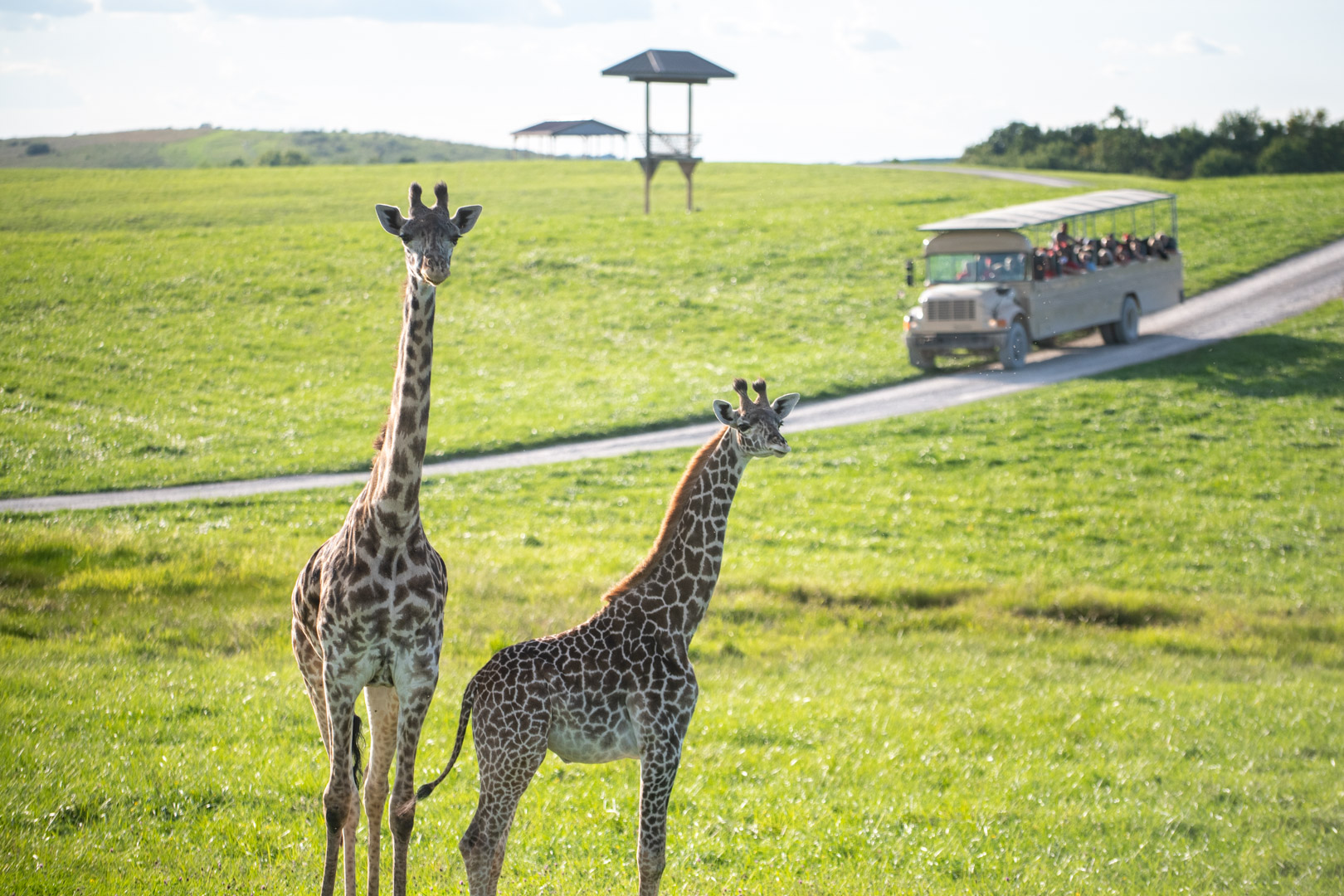 giraffes in pasture with tour bus behind them
