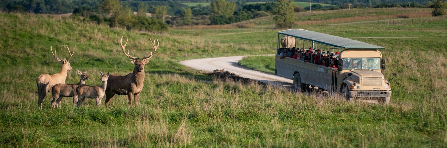 bus and deer