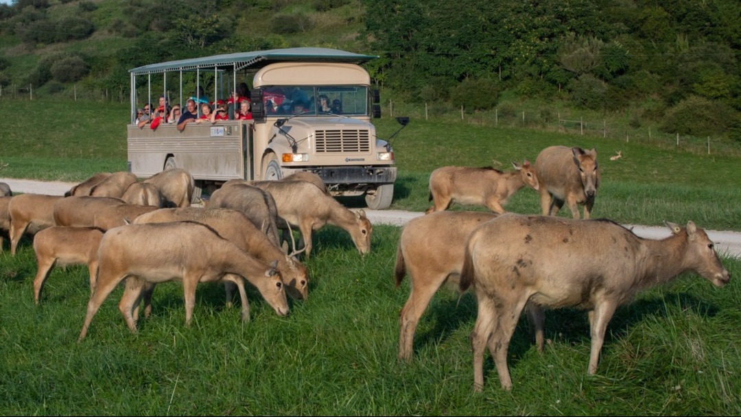 safari bus with deer in foreground