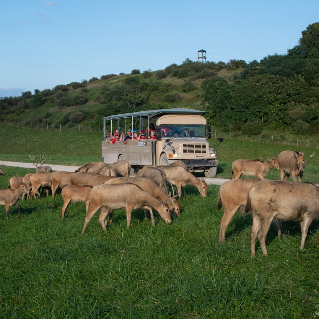 The Wilds | Animal Safaris