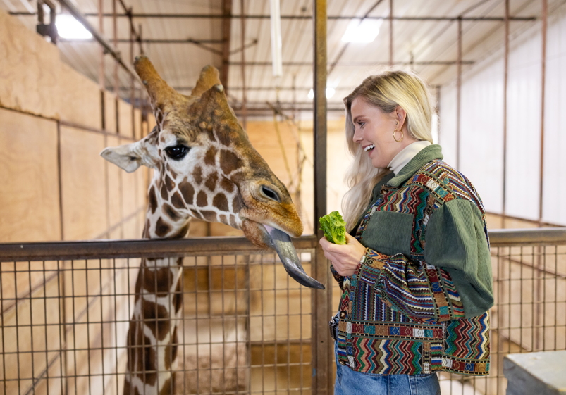 woman feeding giraffe