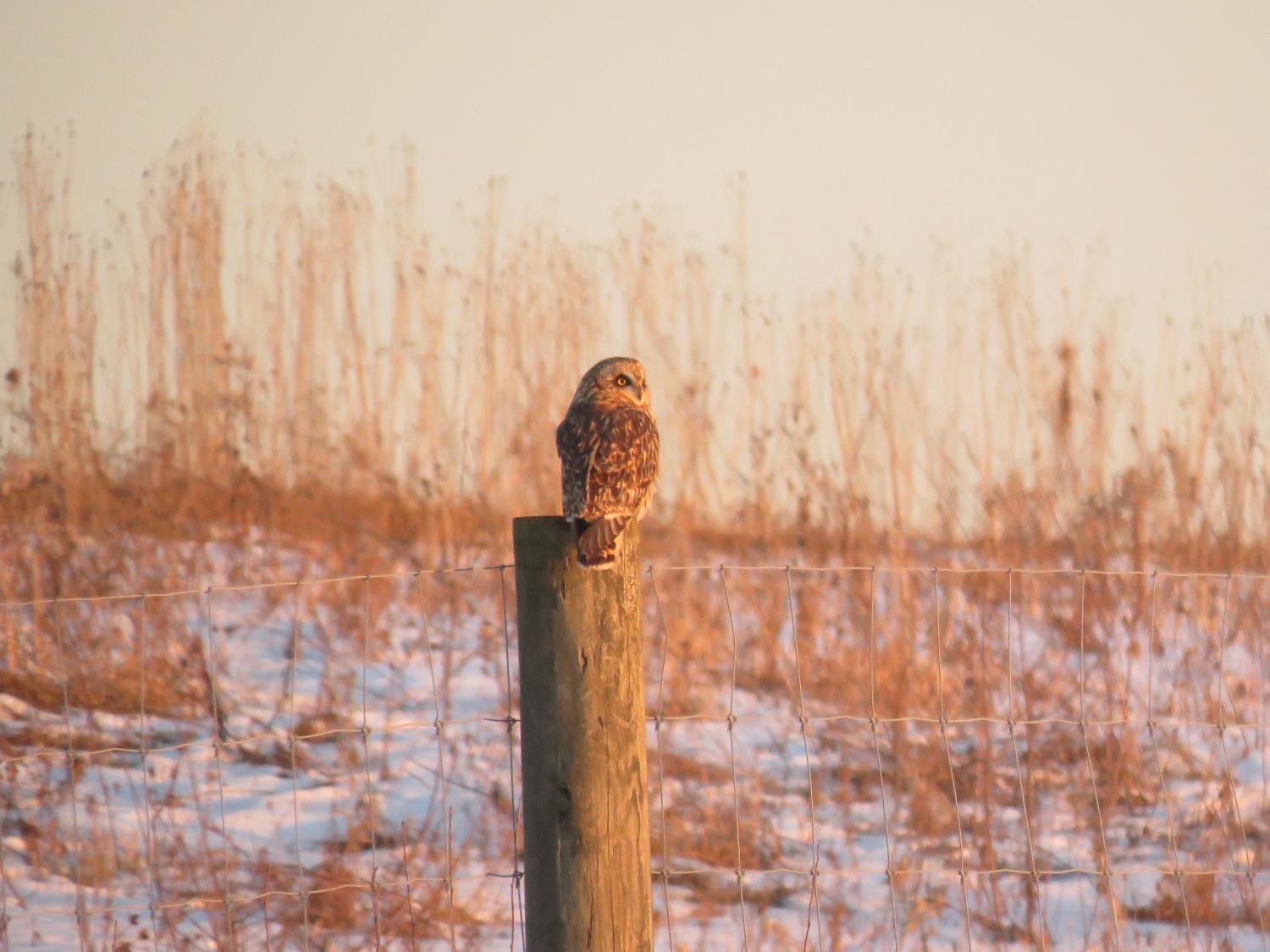 owl on post