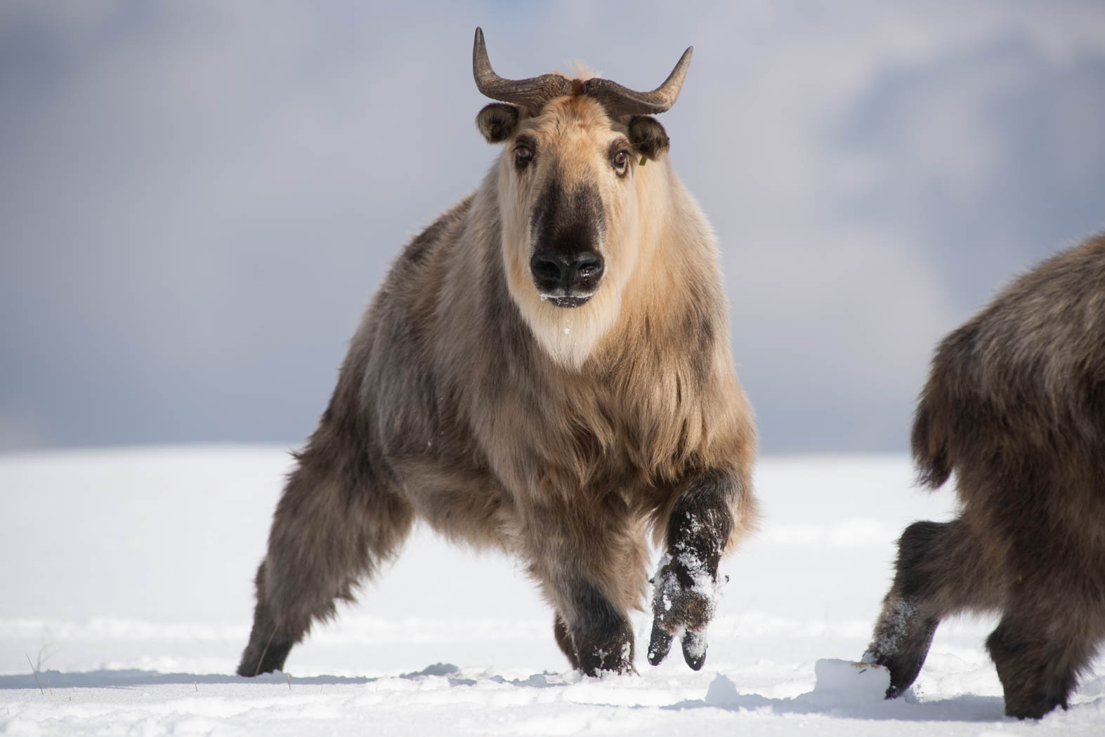 Sichuan takin in snow