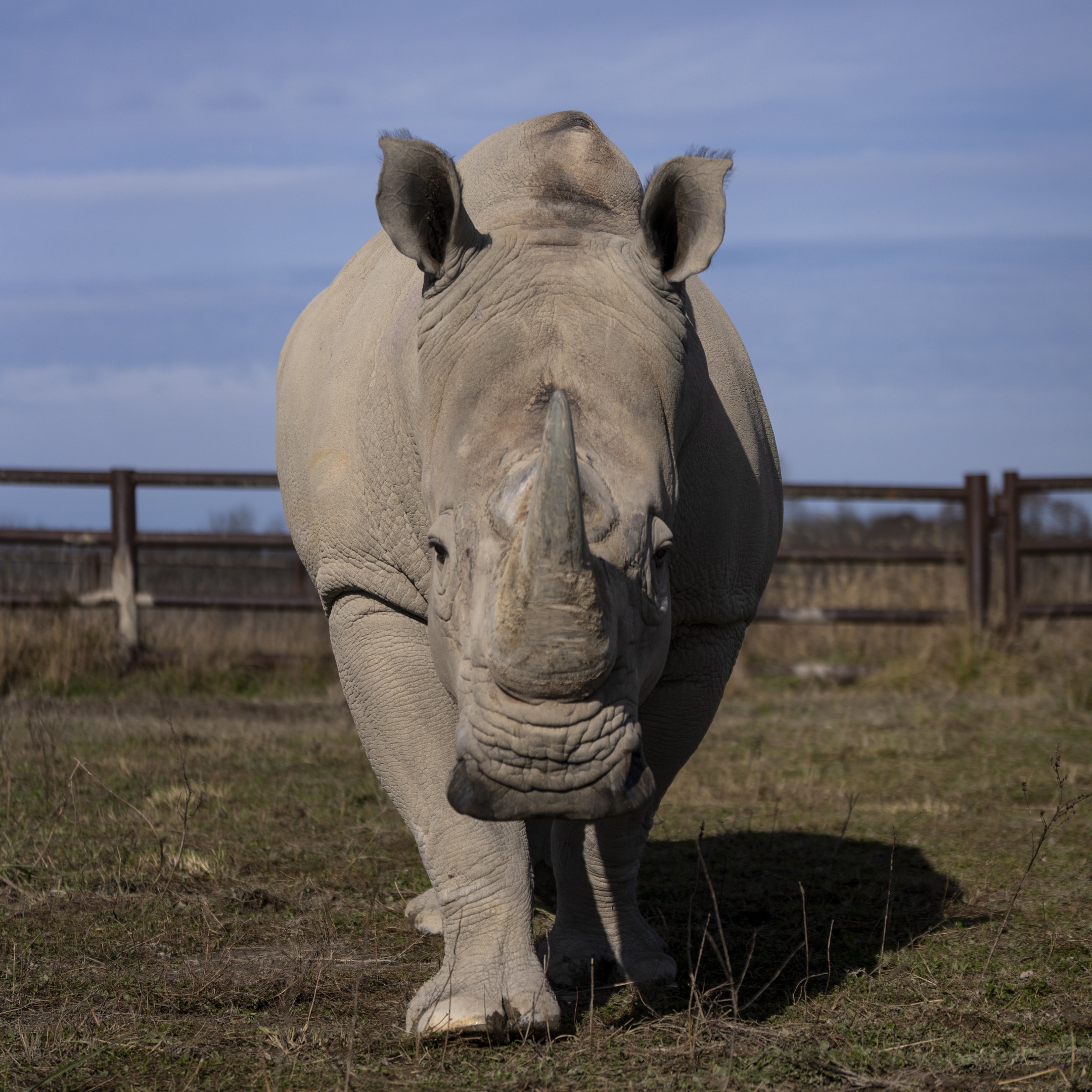 rhino at a barn enclosure at The Wilds
