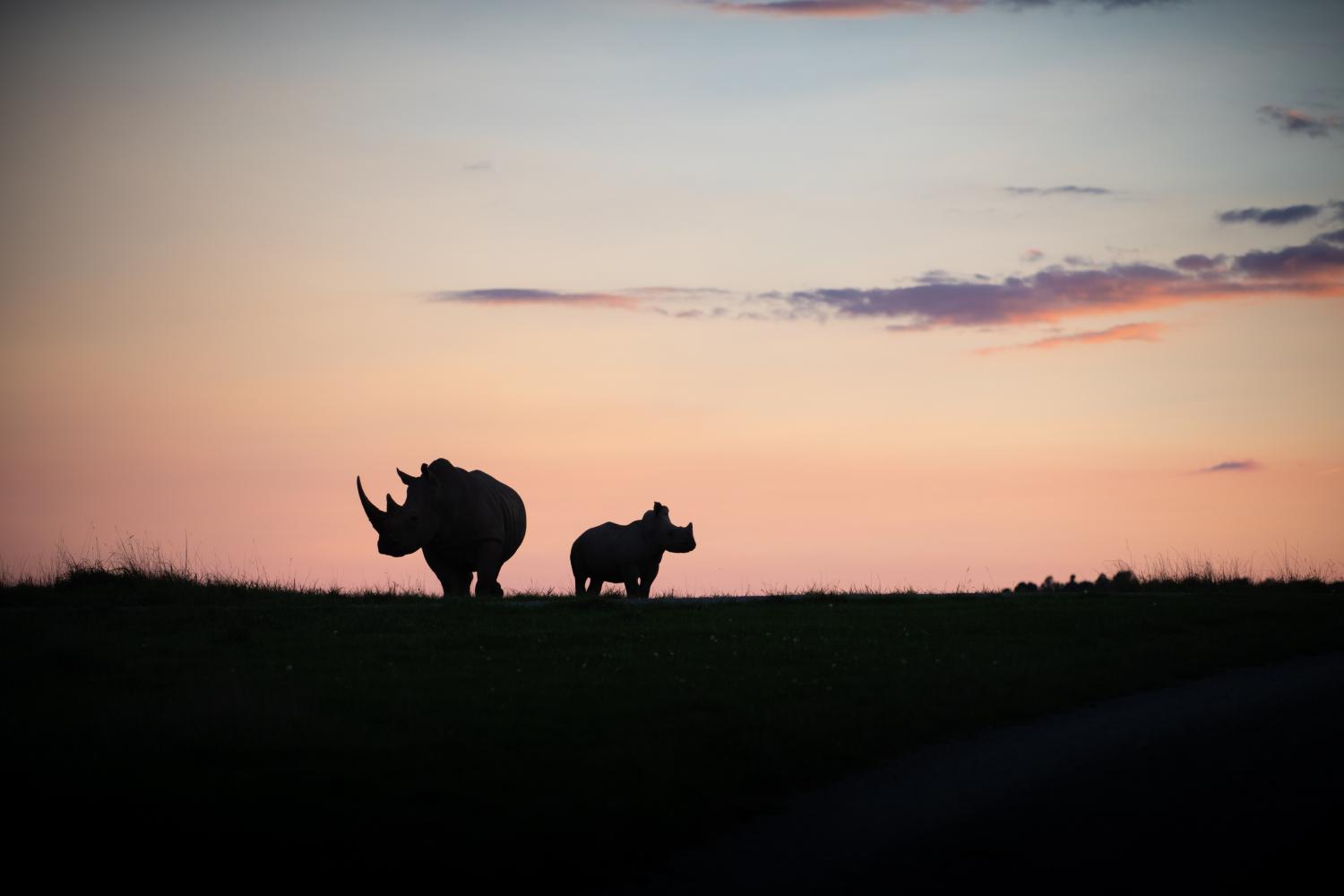 rhinos at sunset