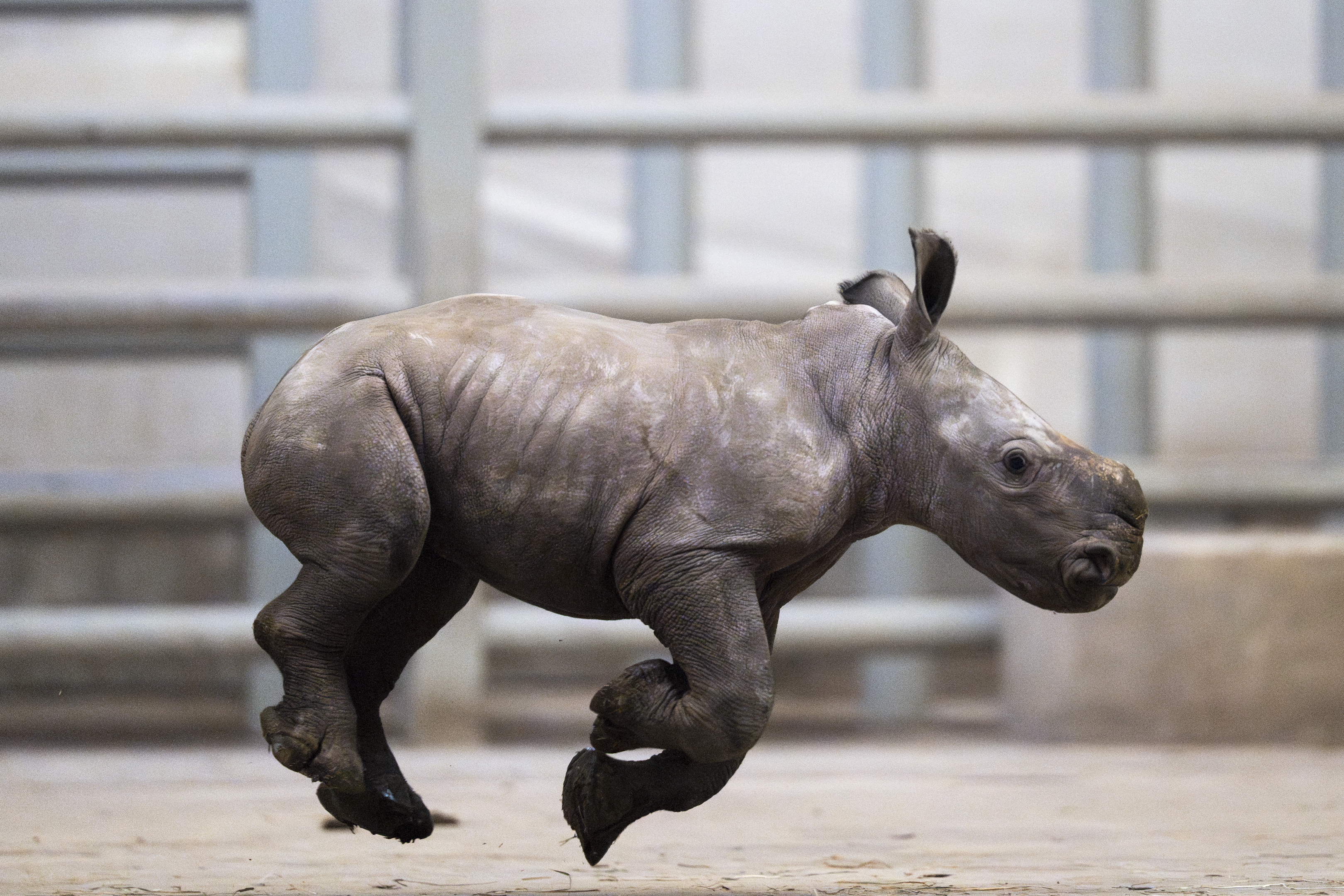 Rhino calf at The Wilds