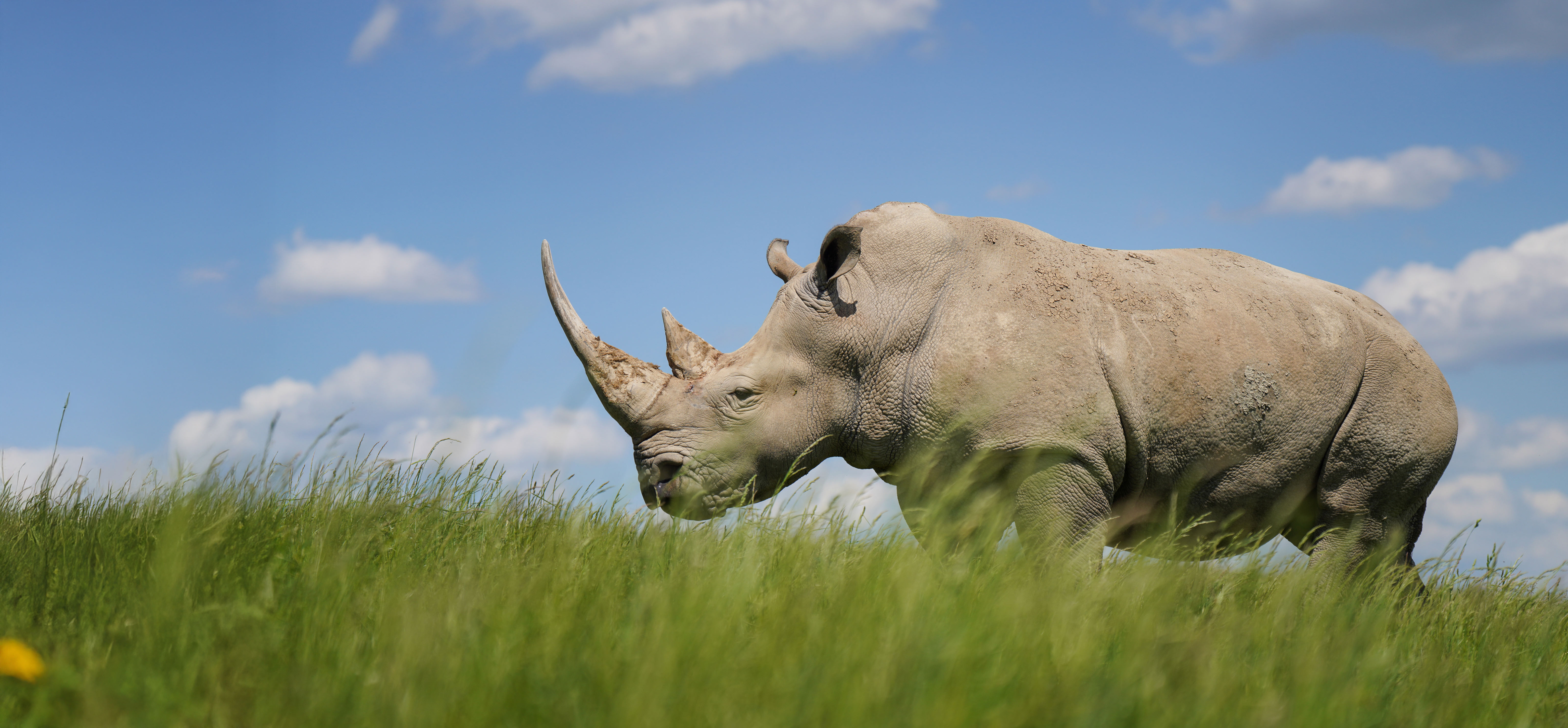 rhino in pasture