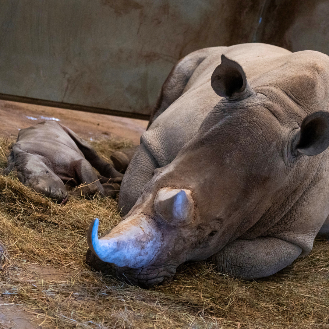 two rhinos sleeping