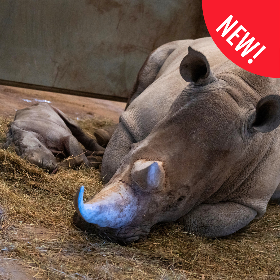 mother and baby rhino sleeping