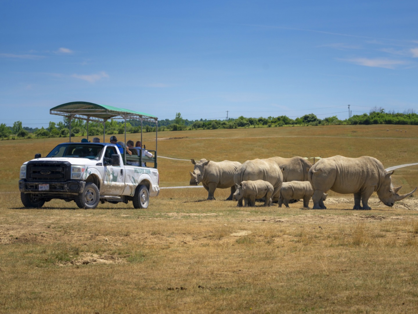 rugged truck next to herd of rhinos