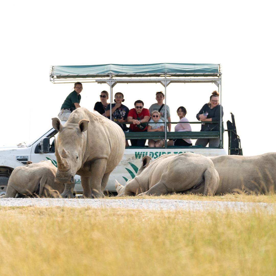 Rugged tour truck with rhinos in foreground