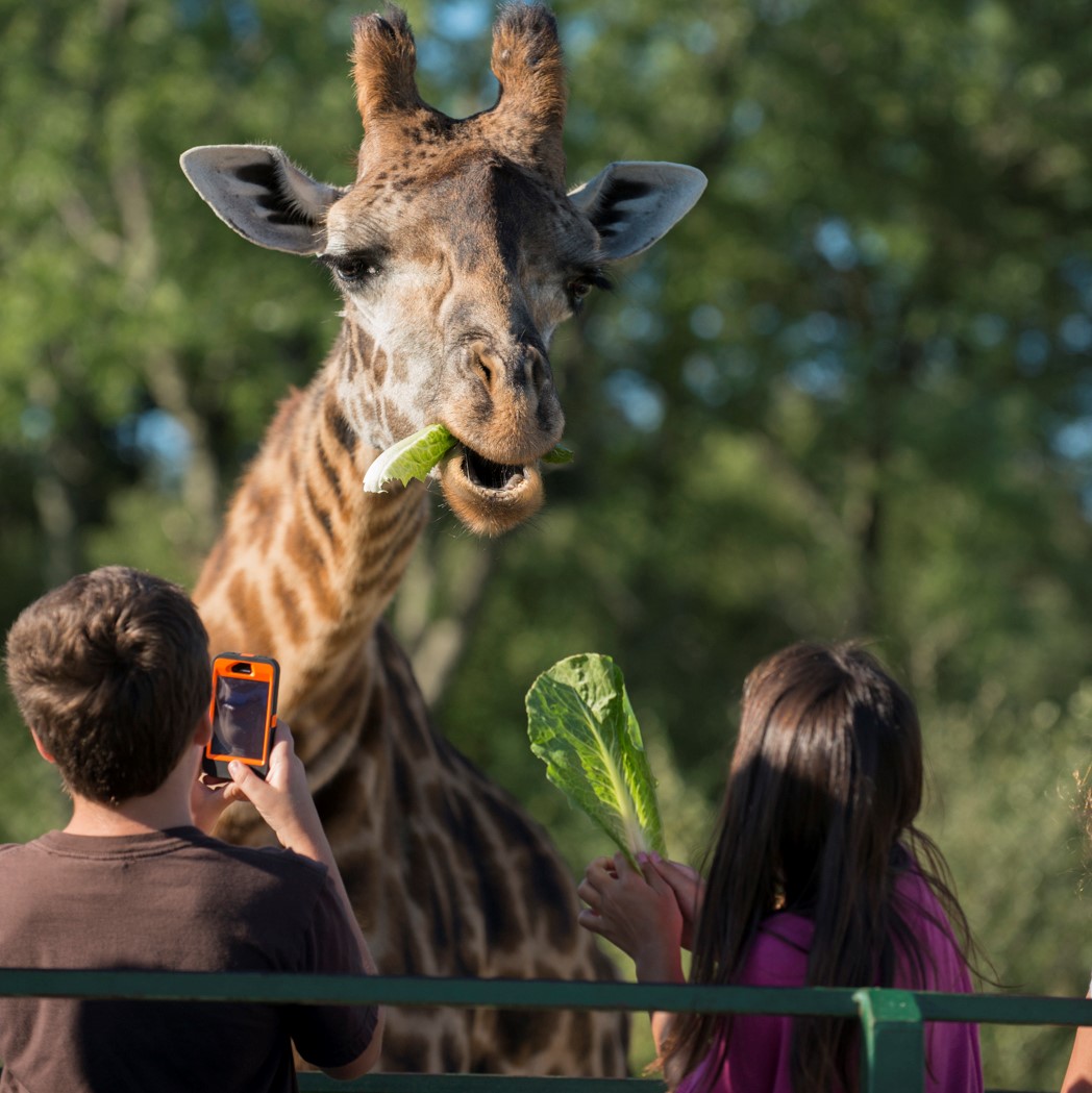 children feeding giraffe under supervision of trained professional
