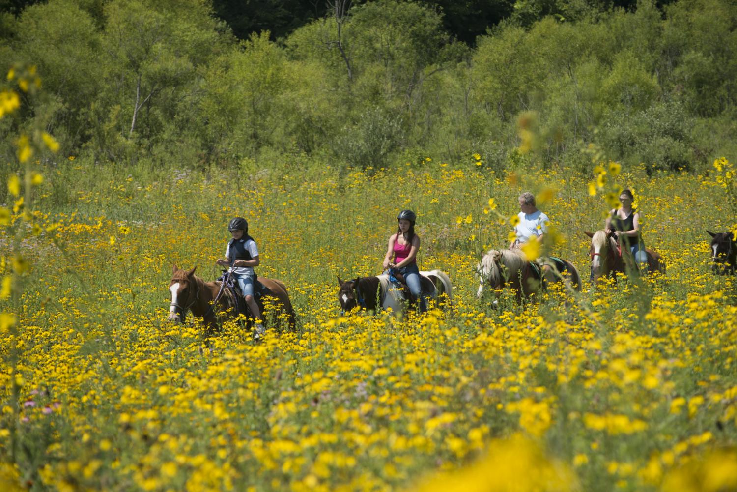 horseback riders and yellow flowers