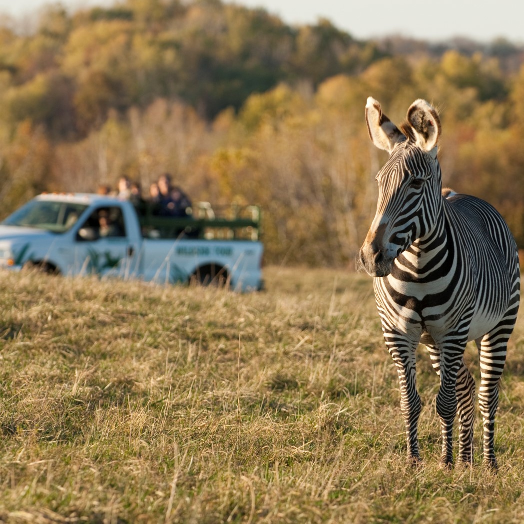 zebra with truck in background