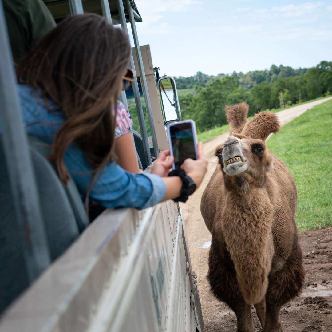 camel smiling for photo op