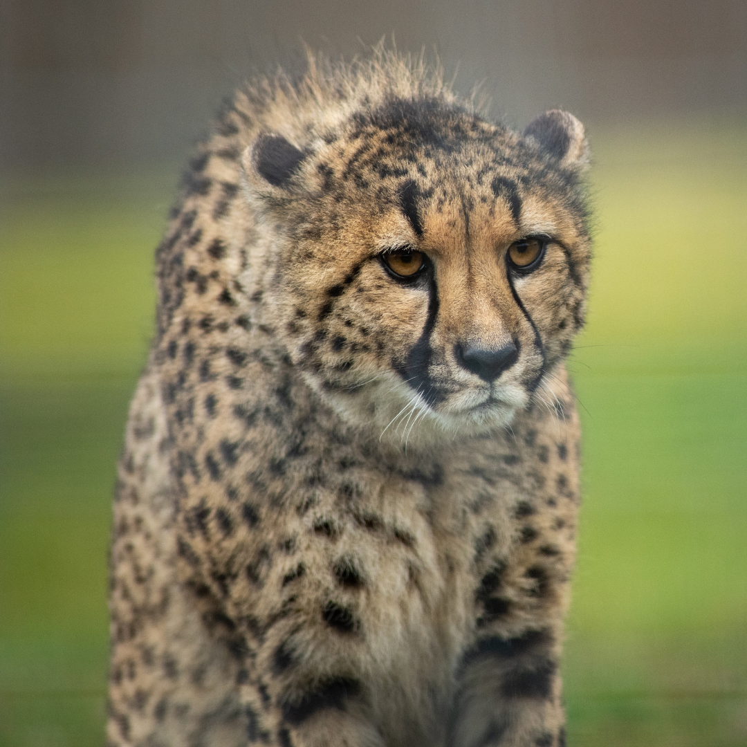 cheetah stalking
