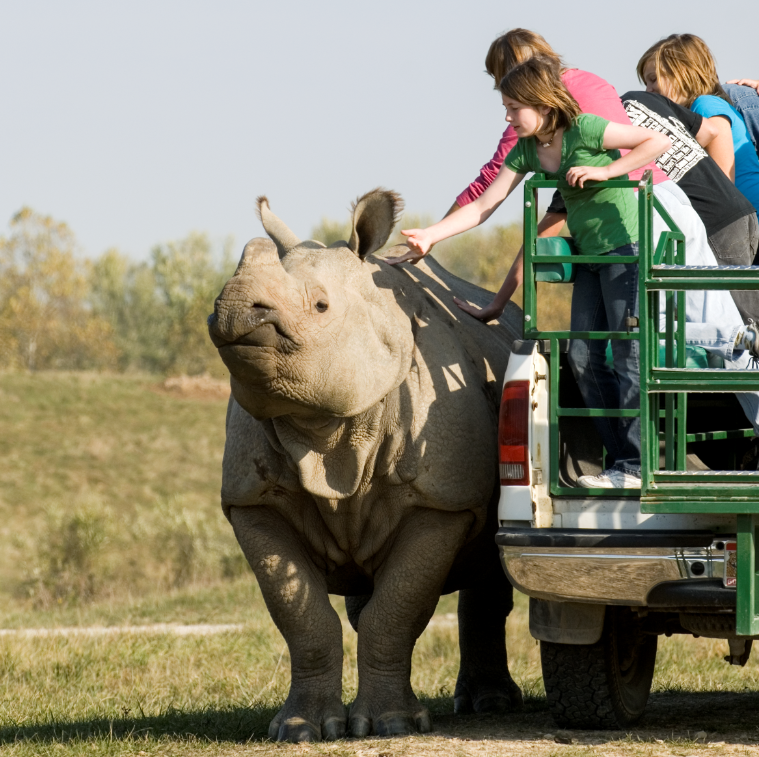 children petting rhino under supervision of trained professional