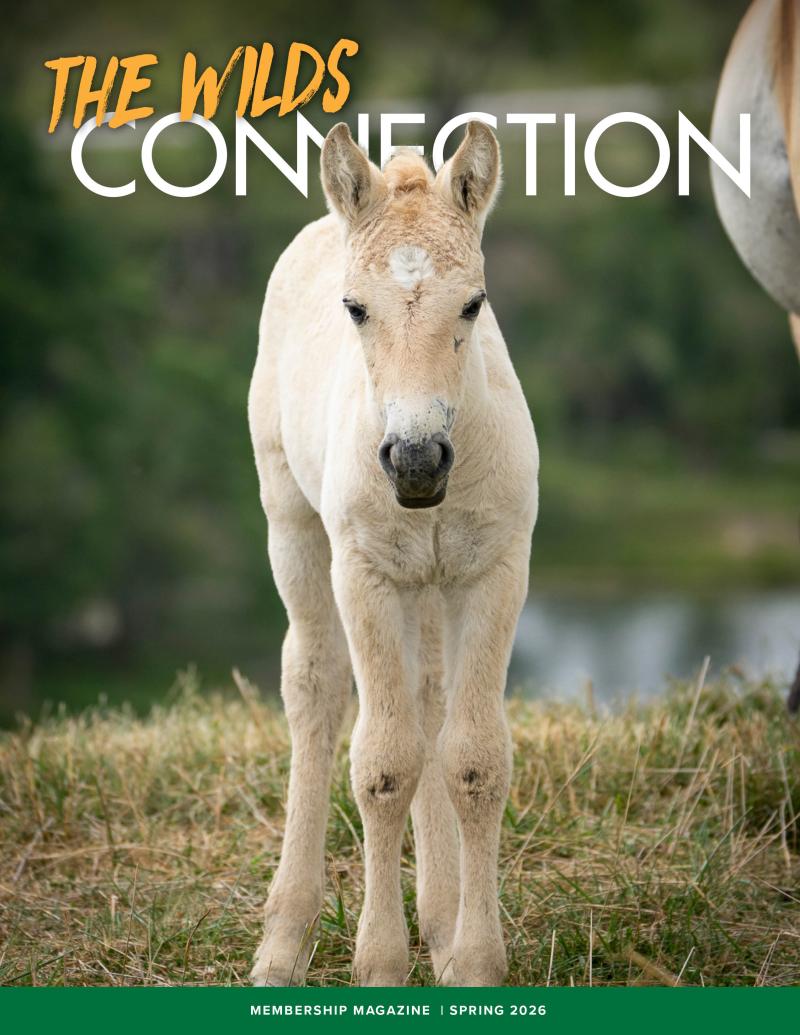 magazine cover featuring horse