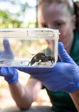 woman holding burying beetles in container