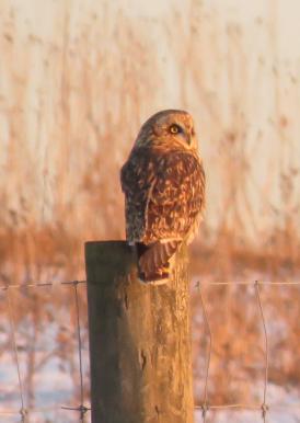 short eared owl on post