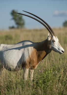 scimitar horned oryx