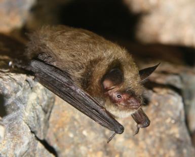 Photo courtesy of Bat Conservation International