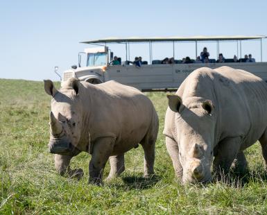 rhino in foreground of tour bus