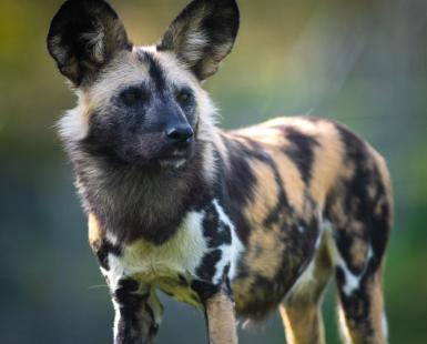 African painted dog against blurred green background