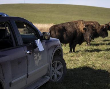 bison in field with truck