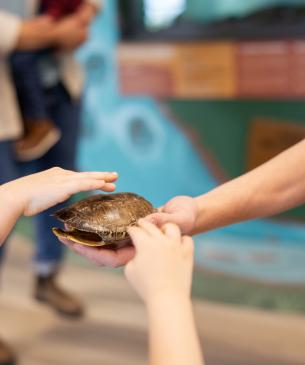 little hands touching turtle shell