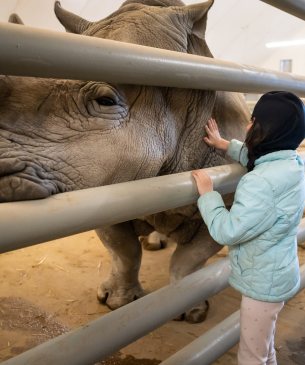 girl petting rhino