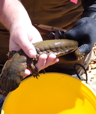 man holding hellbender