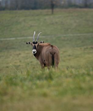 Fringe-Eared Oryx