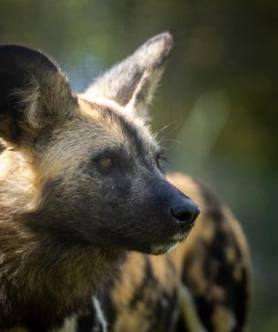 African painted dog