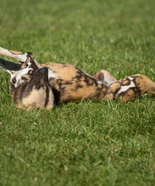 African painted dog lying in its back