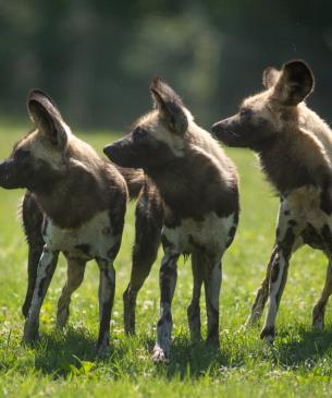 African painted dogs