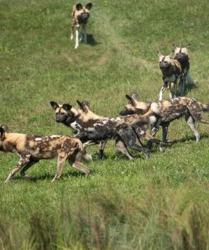African painted dogs running