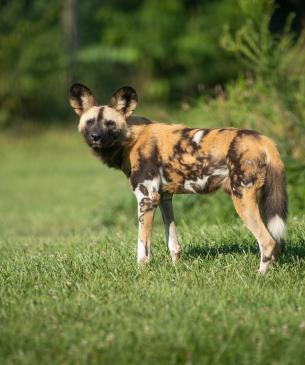 African painted dog