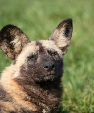 African painted dog