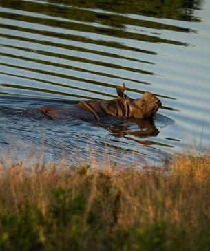 Greater one-horned rhino swimming