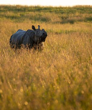 Greater one-horned rhino 