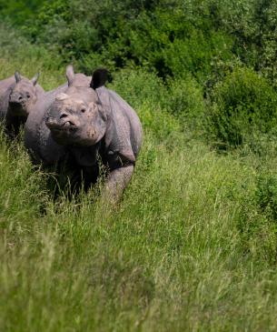 Greater one-horned rhino and calf