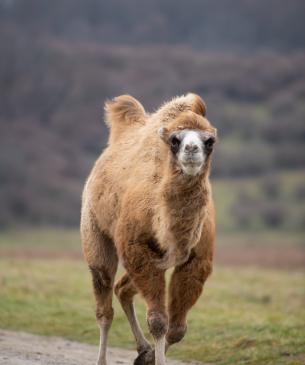 Bactrian Camel