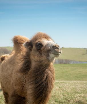 Bactrian Camel