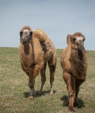 Bactrian Camel