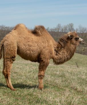 Bactrian Camel