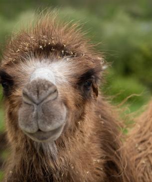 Bactrian Camel